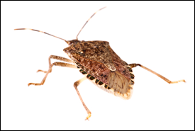 stinkbug