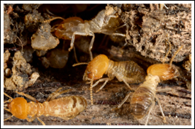 termites