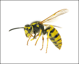 wasp